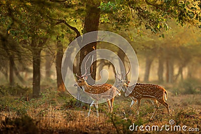 Chital or cheetal, Axis axis, spotted deer or axis deer, nature habitat. Bellow majestic powerful adult animal in stone rock water Stock Photo