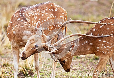 Chital or cheetal deers (Axis axis), Stock Photo