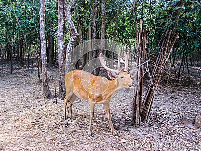 Chital deer, Axis deer, Spotted deer in Ubon ratchathani zoo Thailand Stock Photo