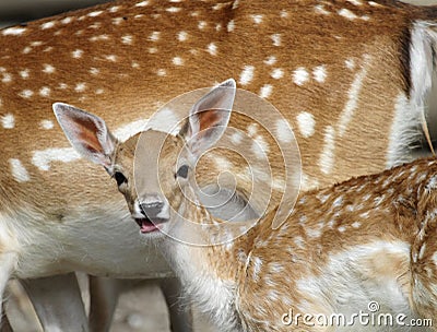 Chital deer mother and child Stock Photo
