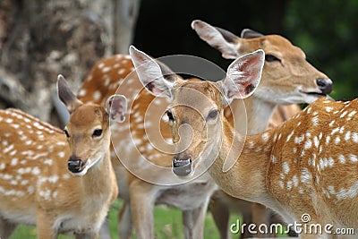 Chital deers mother and child Stock Photo