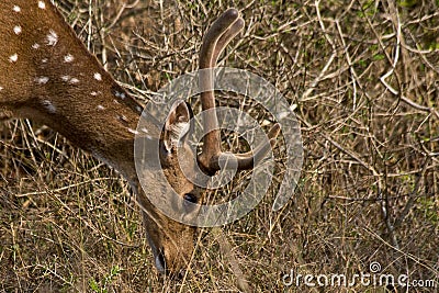 Chital Stag Stock Photo