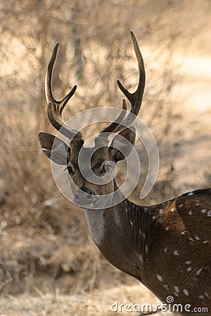 Chital stag deer Stock Photo