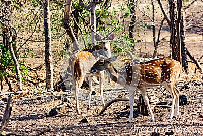 Chital Stag and Doe in open glade, Gir National Park, Gujarat, India Stock Photo