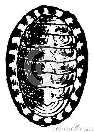 Chiton, vintage illustration Vector Illustration