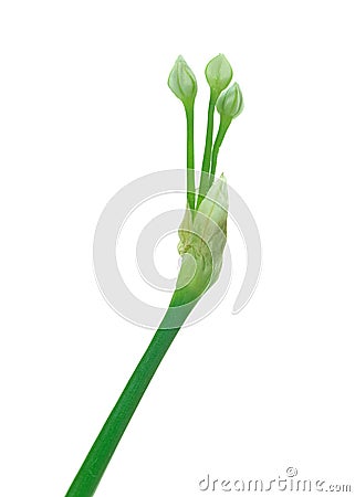 Chive Stock Photo