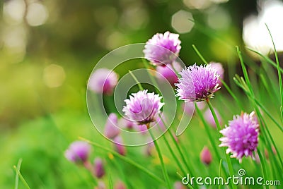 Chive Flowers Stock Photo