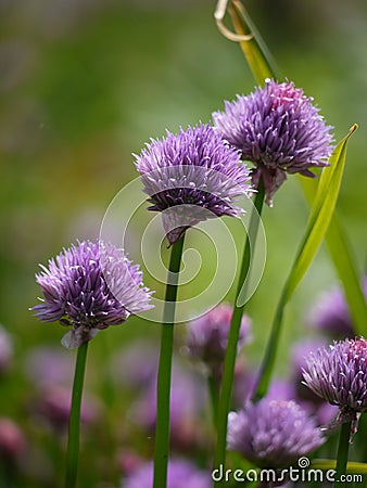 Chive flowers Stock Photo