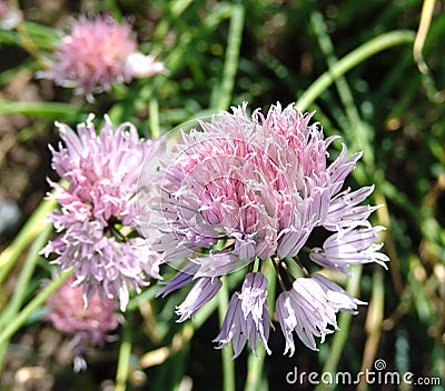 Chive flowers in the garden Stock Photo