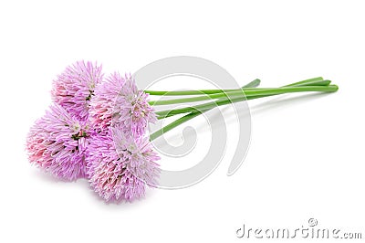 Chive Flowers Isolated on White Background Stock Photo