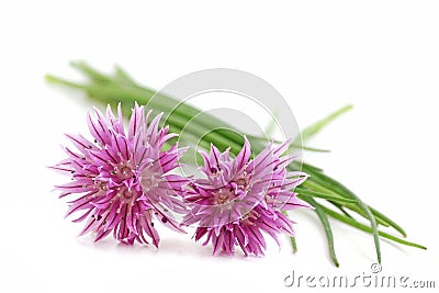 Chives Stock Photo