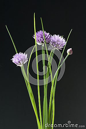 Chives Allium schoenoprasum Stock Photo
