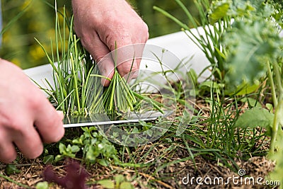 Chives being harvested - close-up Stock Photo