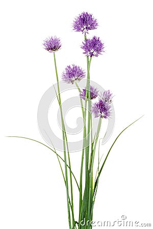 Chives decorative flowers Stock Photo