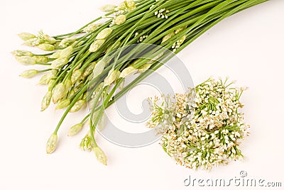 Chives Flower Stock Photo
