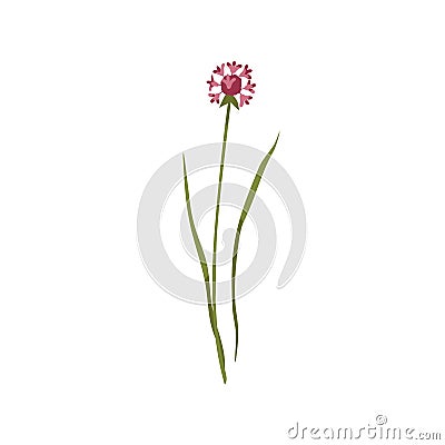 Chives flower. Wild floral plant on stem with leaf. Botanical drawing of blossomed wildflower. Blooming meadow herb Vector Illustration