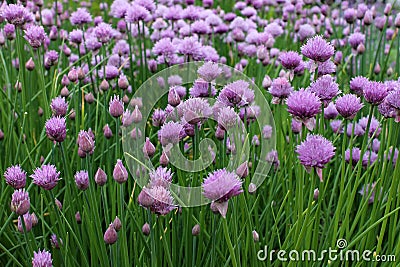 Chives Stock Photo