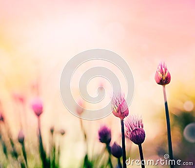 Chives flowers Stock Photo