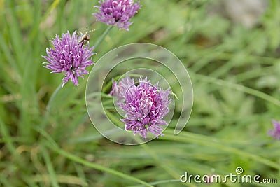 Chives flowers in the springtime garden Stock Photo