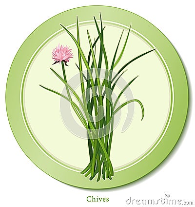 Chives Herb Vector Illustration