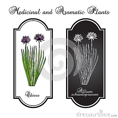 Chives herb Vector Illustration