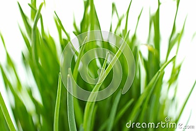 Chives isolated defocused closeup Stock Photo