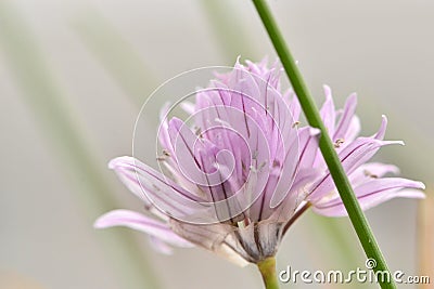 Chives purple flower close up Stock Photo