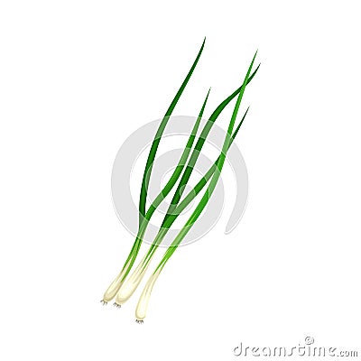 Chives Twig as Kitchen Herb for Cooking Vector Element Vector Illustration