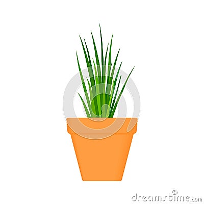 Chives vector culinary herb in terracotta pot. Stock Photo