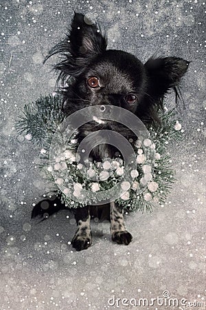 Chiwawa Christmas poster Stock Photo