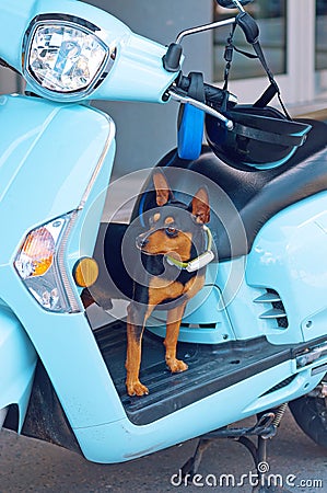 Chiwawa dog on moped Stock Photo