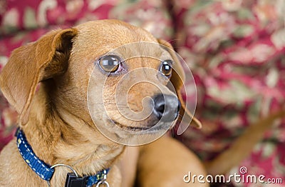 Chiweenie Dachshund Chihuahua Stock Photo