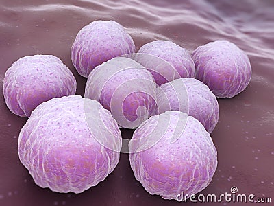 Chlamydia Bacteria Stock Photo