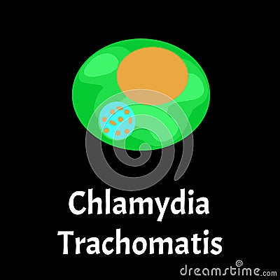 Chlamydia trachomatis. Bacterial infections Chlamydiosis. Sexually transmitted diseases. Infographics. Vector Vector Illustration