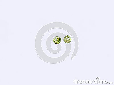 Chlamydomonas sp. algae under microscopic view, green algae Stock Photo