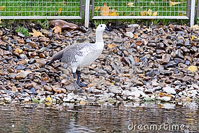 Chloephaga picta, Upland goose. Stock Photo