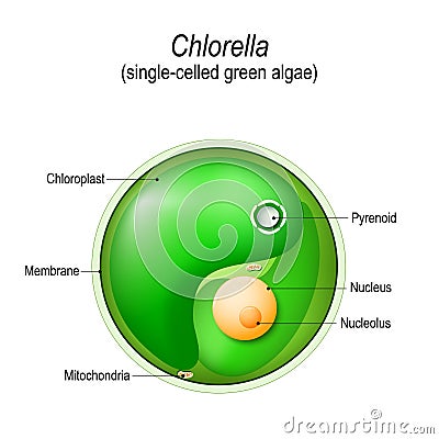 Chlorella. Anatomy of the single-celled green algae. Vector Illustration