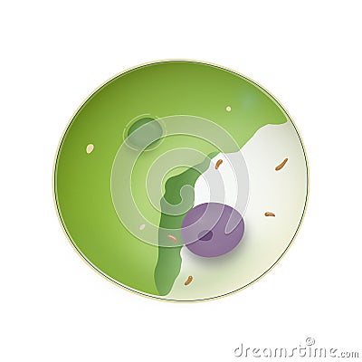 Chlorella single-cell green algae. Unicellular green algae. Stock Photo