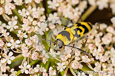 Chlorophorus varius, the grape wood borer, is a species of beetle in the family Cerambycidae. Chlorophorus varius on the blooming Stock Photo