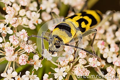 Chlorophorus varius, the grape wood borer, is a species of beetle in the family Cerambycidae. Chlorophorus varius on the blooming Stock Photo