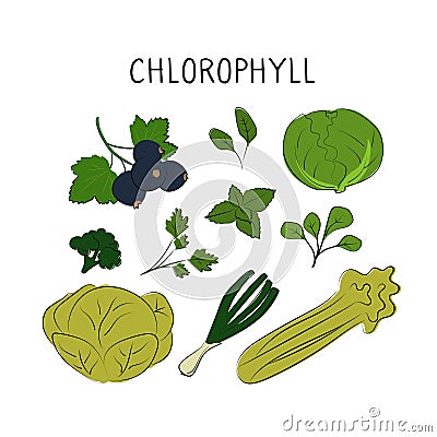 Chlorophyll-containing food. Groups of healthy products containing vitamins and minerals. Set of fruits, vegetables Vector Illustration