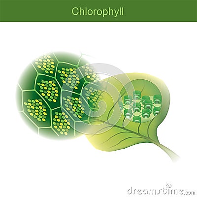 Chlorophyll is a green photosynthetic pigment found in plants Vector Illustration