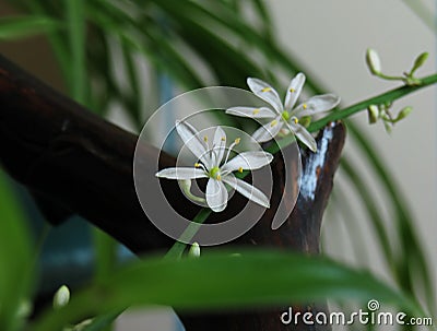 Chlorophytum comosum, white flower close up Stock Photo