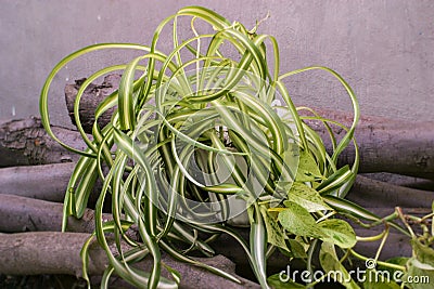 Chlorophytum comosum, spider plant and a branch of scindapsus Stock Photo