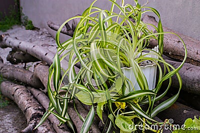 Chlorophytum comosum, spider plant and a branch of scindapsus Stock Photo