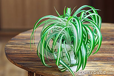 Chlorophytum in white flowerpot on wooden background . Ornamental plants in pot /Variegatum,comosum. Spider Plant Stock Photo