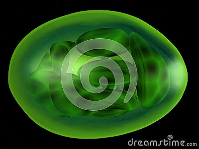 Chloroplast Stock Photo