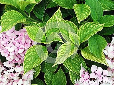 Chlorosis or iron deficiency on hydrangea leaves Stock Photo