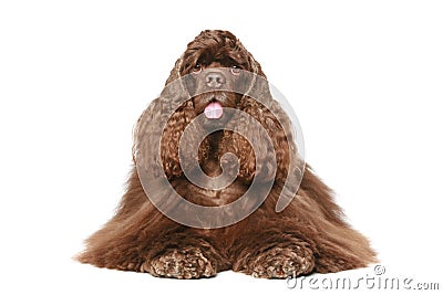 Chocolate American cocker spaniel Stock Photo