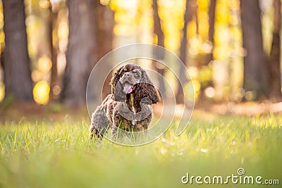 Chocolate American cocker spaniel playing at a pack with green background Stock Photo